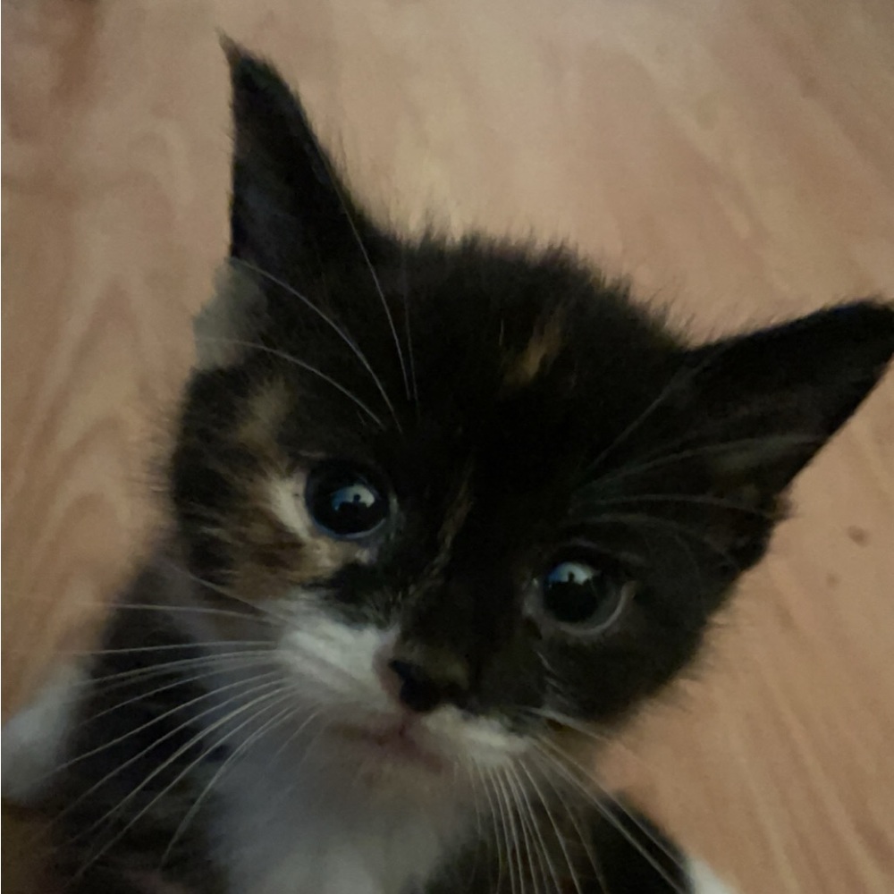 Meet your Posher, Chase